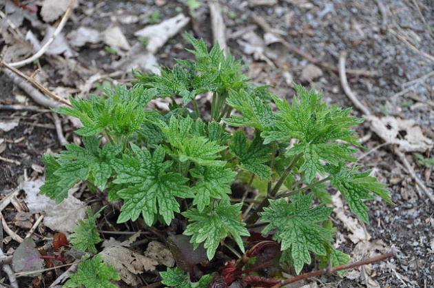 Mugwort, used in Romanian wine Mugwort, used in Romanian wine