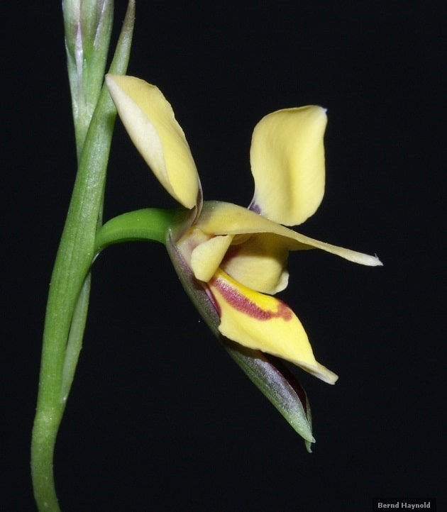 Donkey orchid