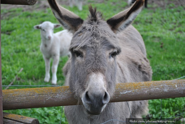 Donkey