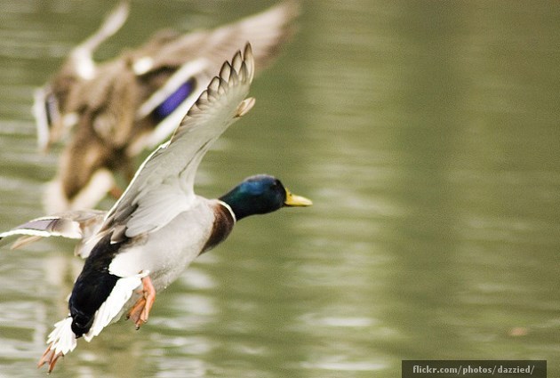 Duck