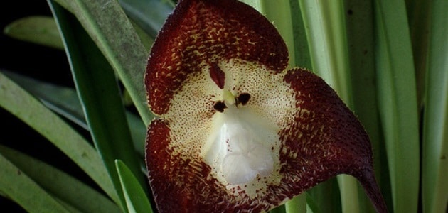Orchids that look like animals | InsureandGo