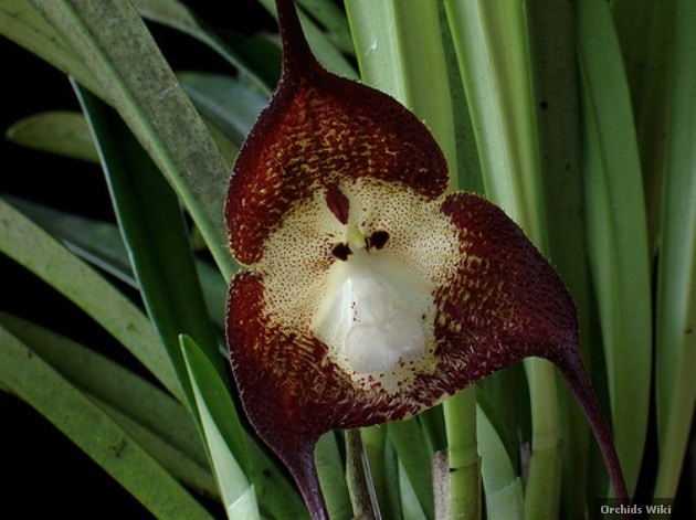 Monkey orchid
