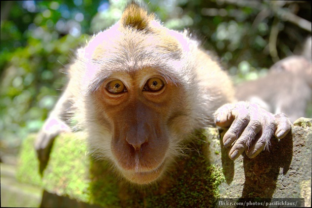 Monkey