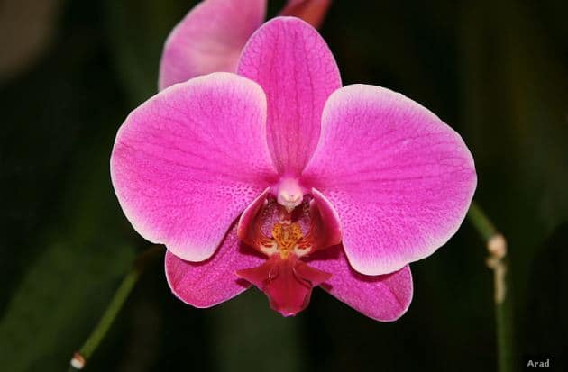 Pink moth orchid