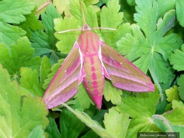 Pink moth