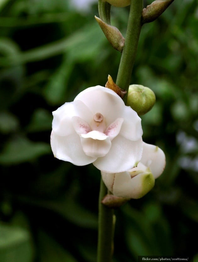 White dove orchid