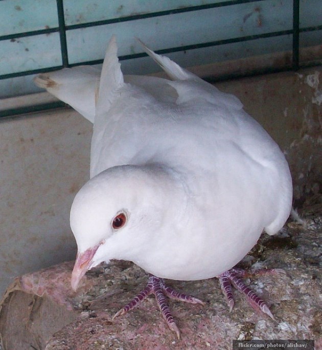 White dove