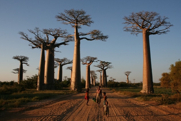 The Avenue of the Baobabs