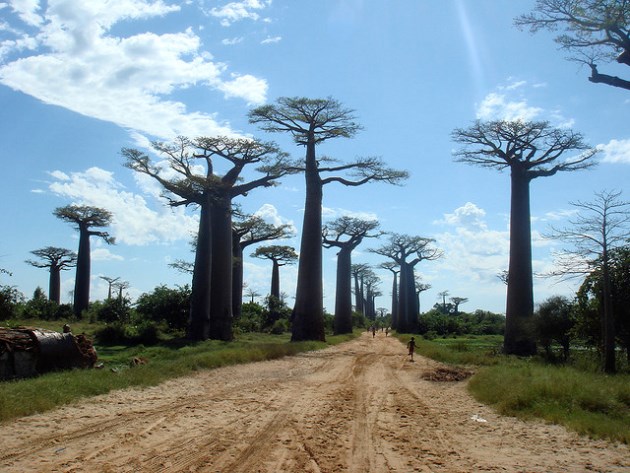 The Avenue of the Baobabs