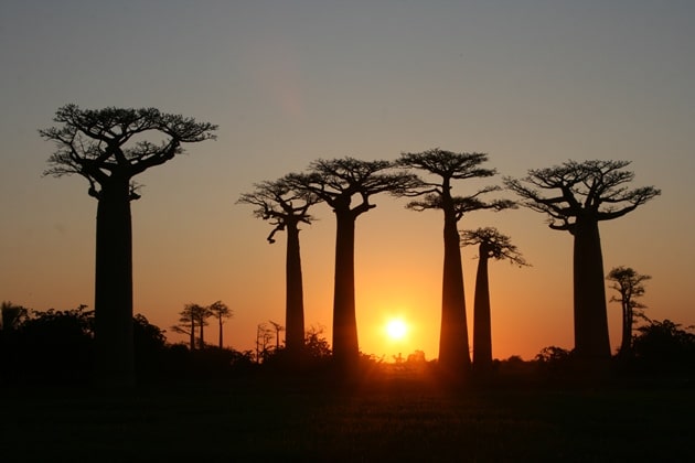 The Avenue of the Baobabs at sunset