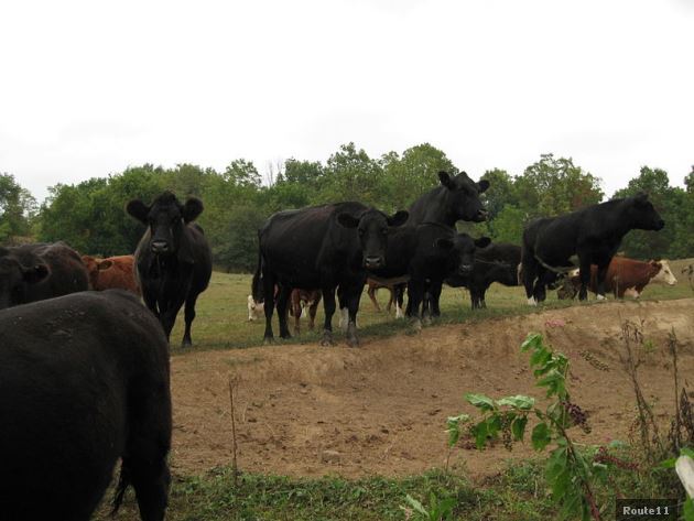 Cows