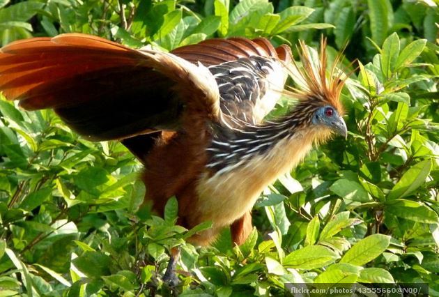 Stinkbird