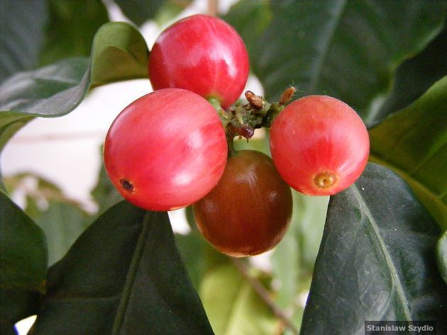 Coffee cherries
