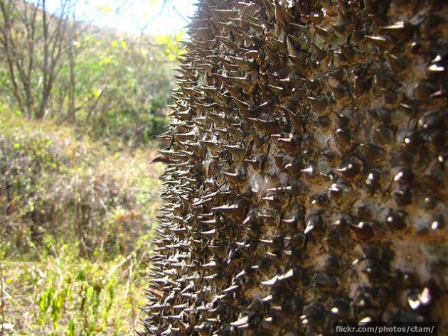 [Image: sandbox-tree-the-worlds-fastest-plants-trunk.jpg]