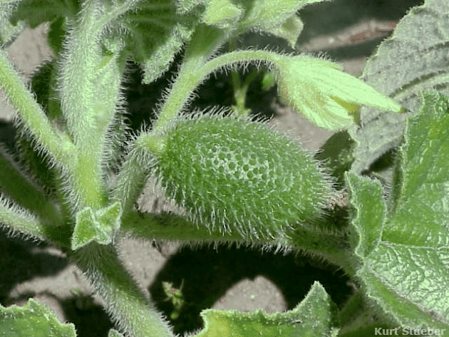 Squirting cucumber