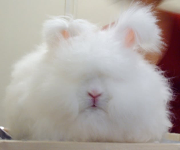 The world's furriest and fluffiest animals | InsureandGo The world's furriest and fluffiest animals | InsureandGo