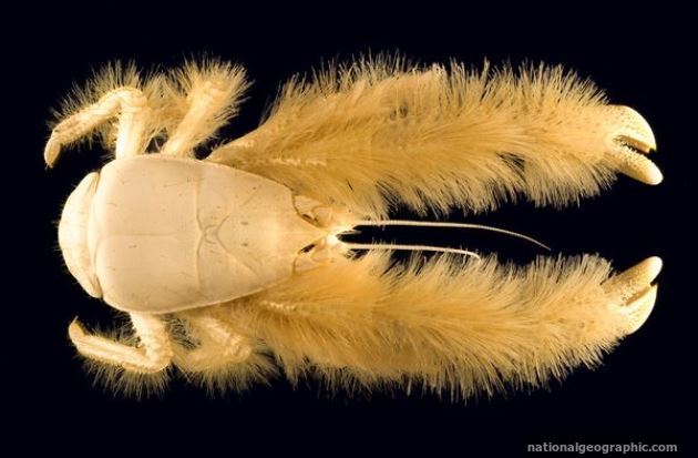 The world's furriest and fluffiest animals | InsureandGo The world's furriest and fluffiest animals | InsureandGo
