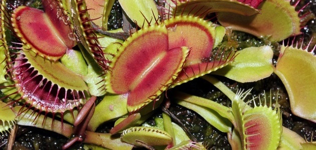 Venus flytrap | The world’s fastest plants