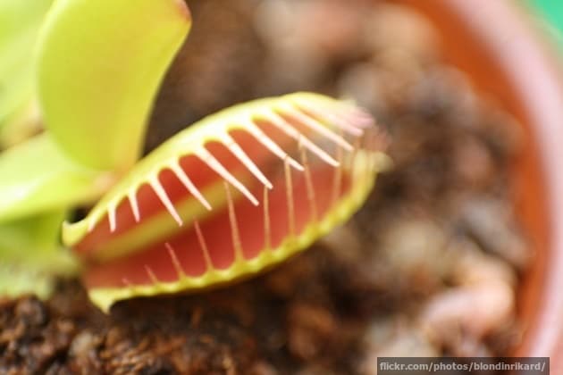 Venus flytrap teeth