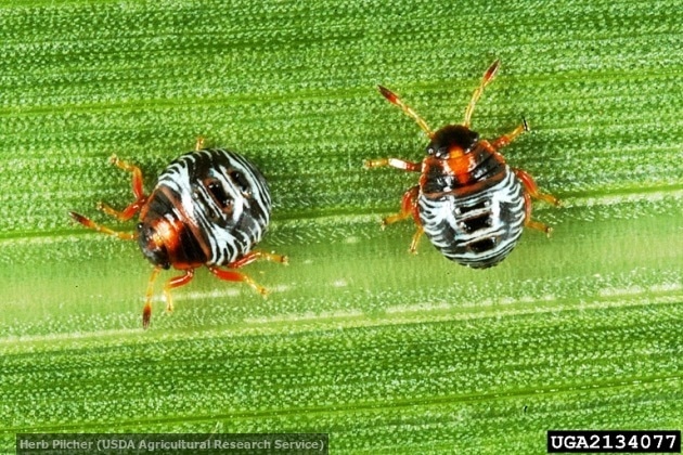 Green stink bug Smelly bugs from around the world