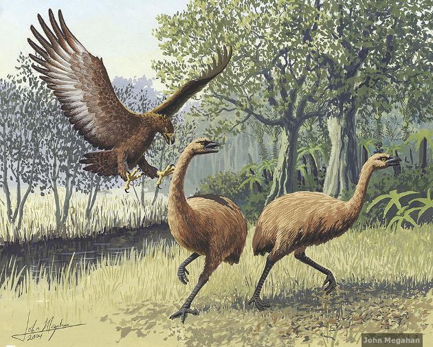 A Haast’s eagle attacking some moas A Haast’s eagle attacking some moas