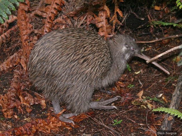 Southern brown kiwi Southern brown kiwi