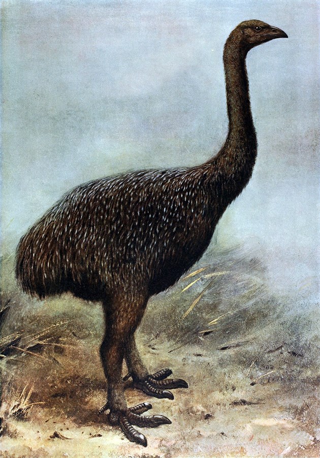 Moa Moa