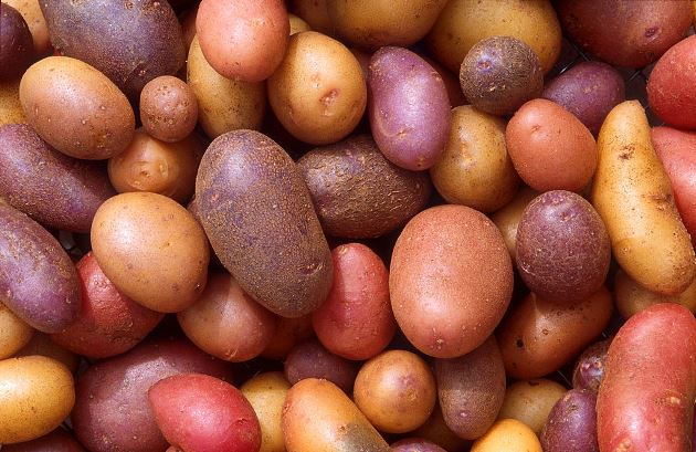 Potato varieties