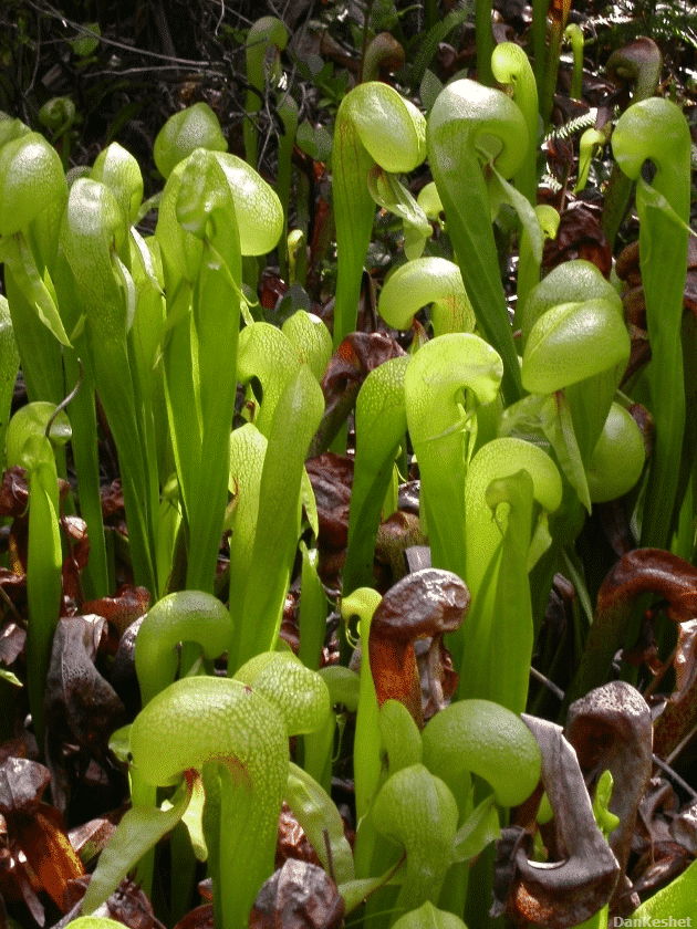 Cobra lilies
