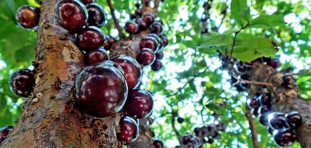 Jabuticaba | Unusual fruit from around the world
