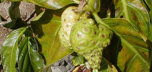 Noni | Unusual fruit from around the world