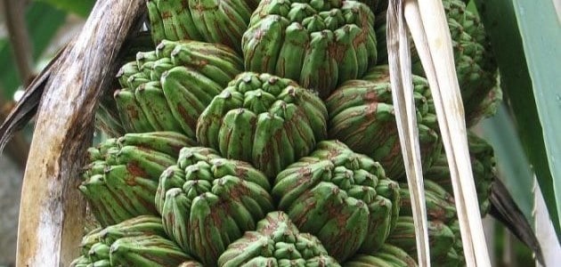 Thatch screwpine | Unusual fruit from around the world