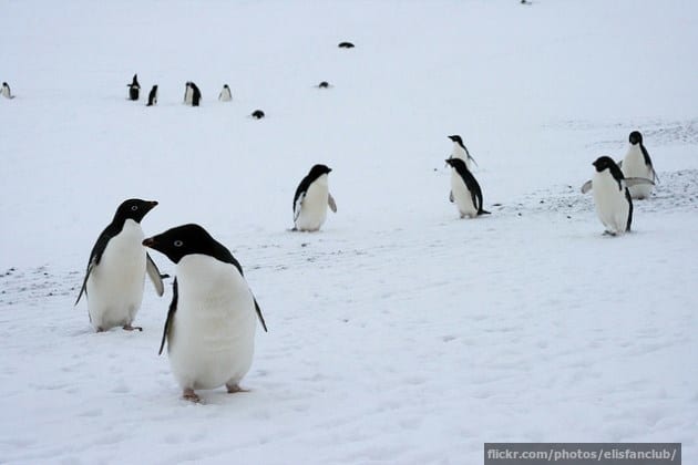 6 animals that like it cold | InsureandGo 6 animals that like it cold | InsureandGo