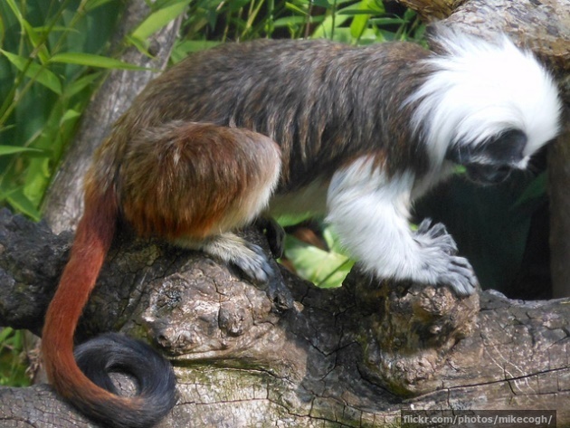 Monkey's tail