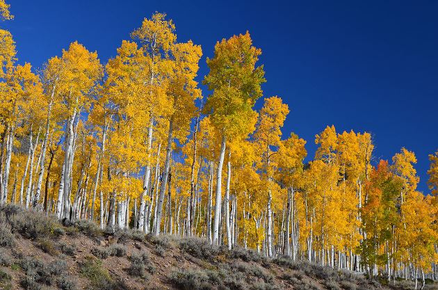Pando Pando