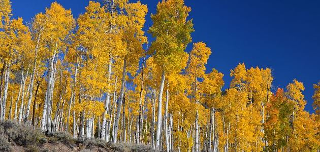 Pando: The trembling giant