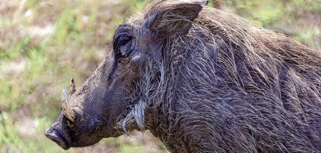 Pigs from around the world