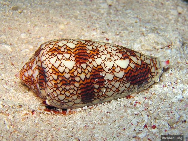 Cone snail shell Cone snail shell