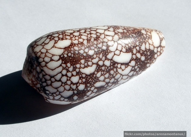 Another cone snail shell