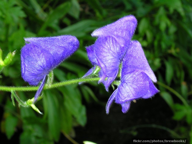 Monkshood flowers Monkshood flowers