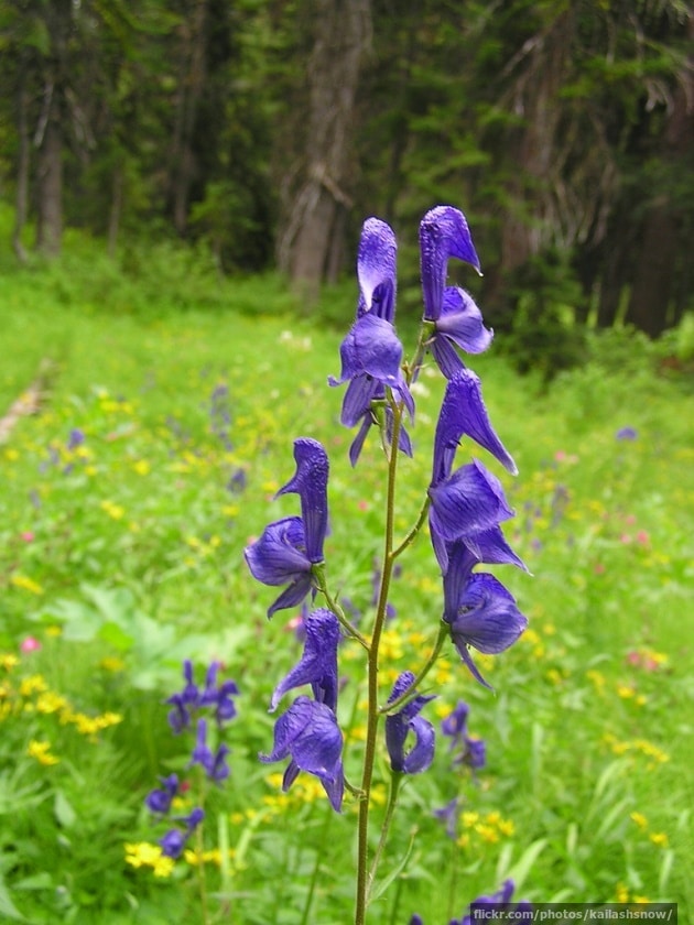 More monkshood flowers More monkshood flowers