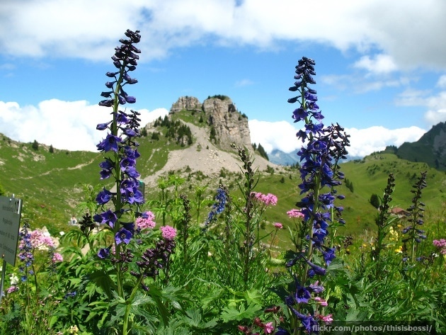 Yet more monkshood Yet more monkshood