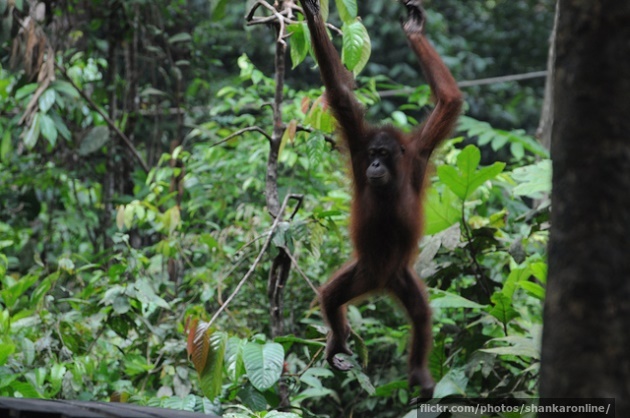 Orang-utan swinging from a tree