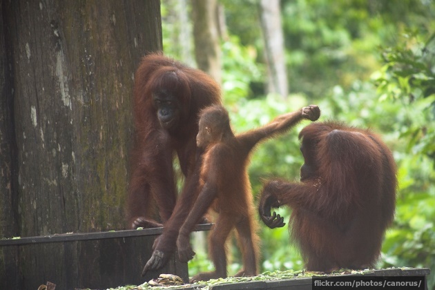 Orang-utan family Orang-utan family