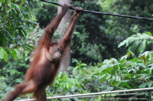 Another swinging orang-utan Another swinging orang-utan