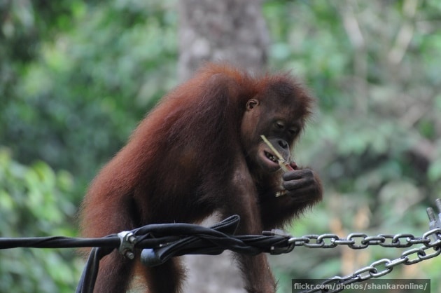 An orang-utan with some sugar cane