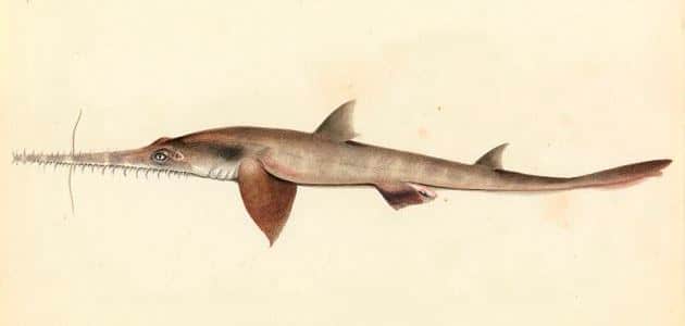 6 truly bizarre sharks from around the world