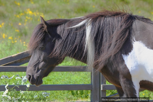 An Icelandic horse from Reykjavik