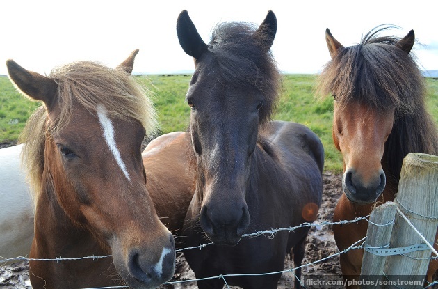 More Icelandic horses