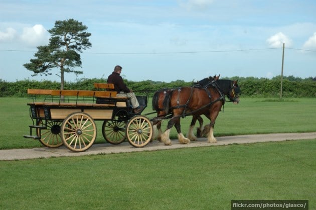 Shire horses pulling a wagon